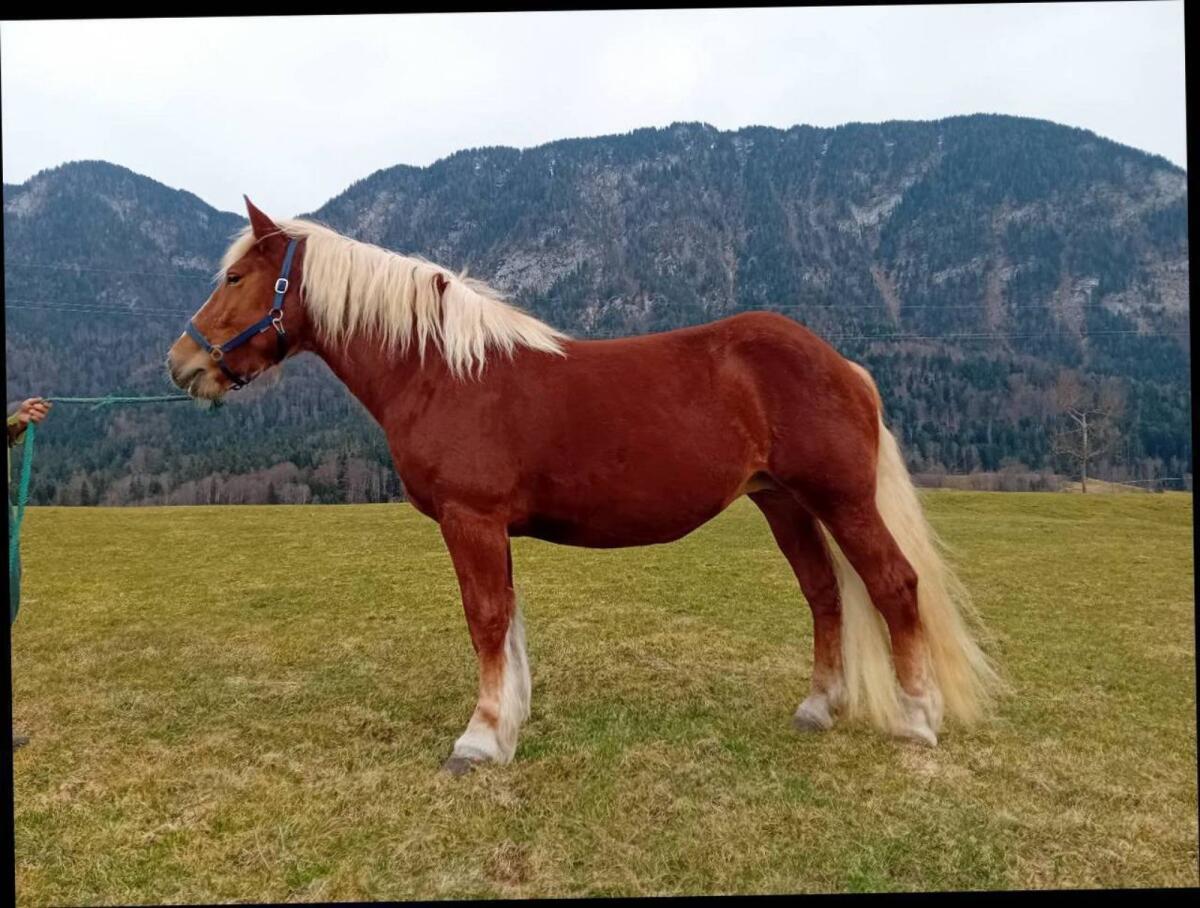 4-jährige Noriker Stute 1