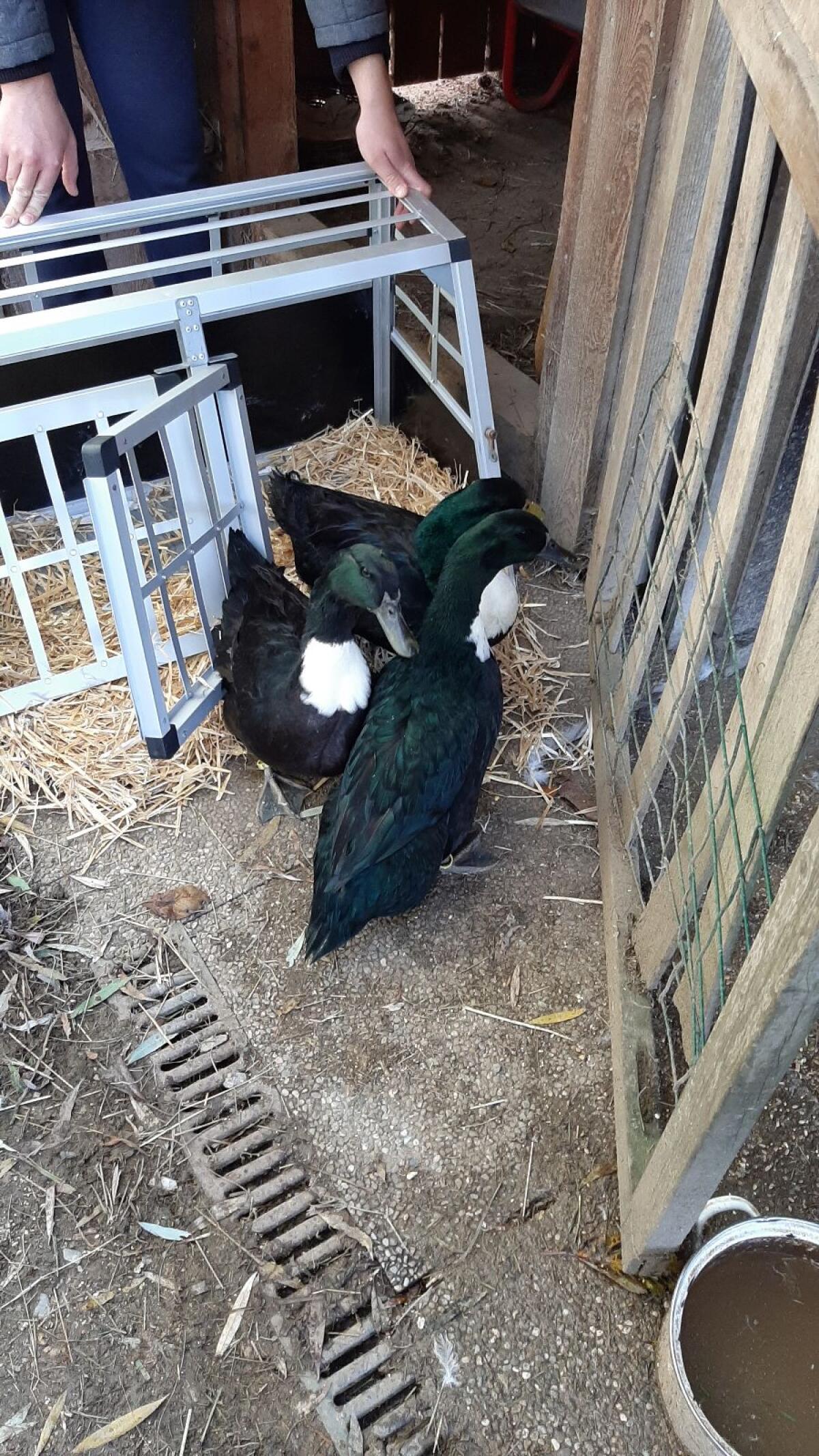 Pommernenten Paar schwarz 1