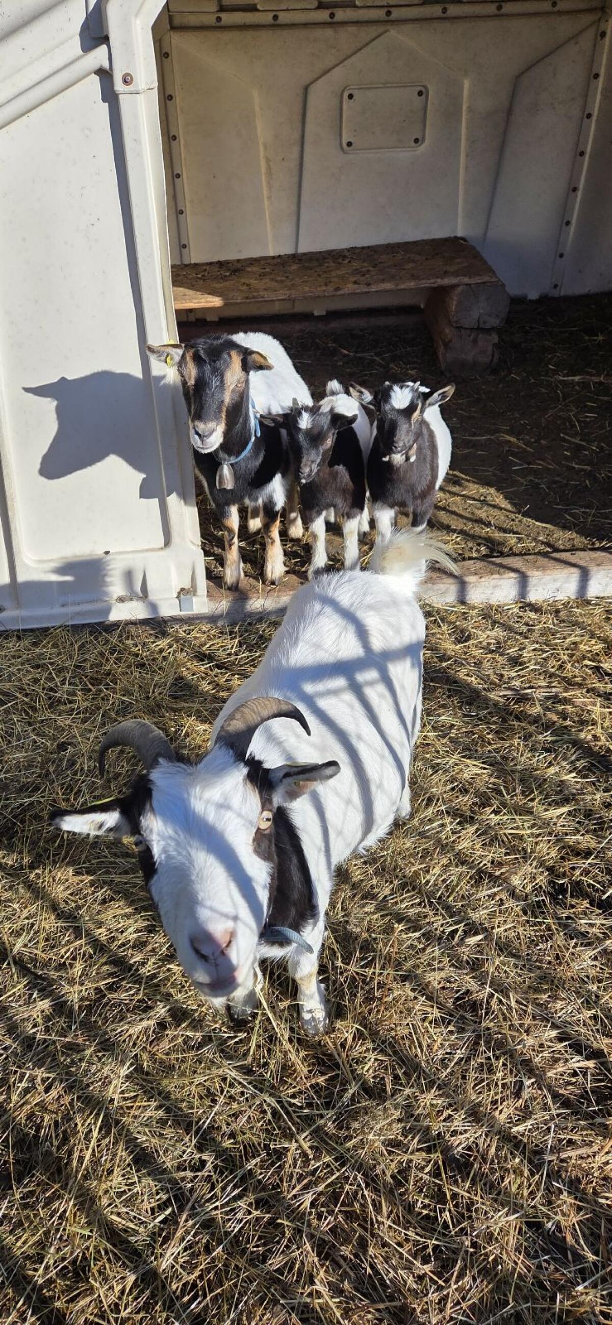 Zwergziegenbock ev. mit Mutter 1