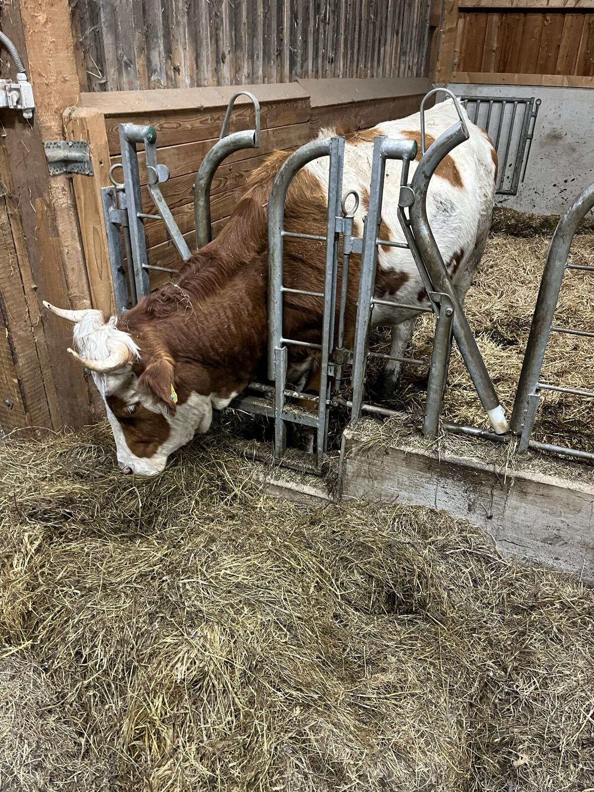 Fleckvieh Kalbin mit Horn 2