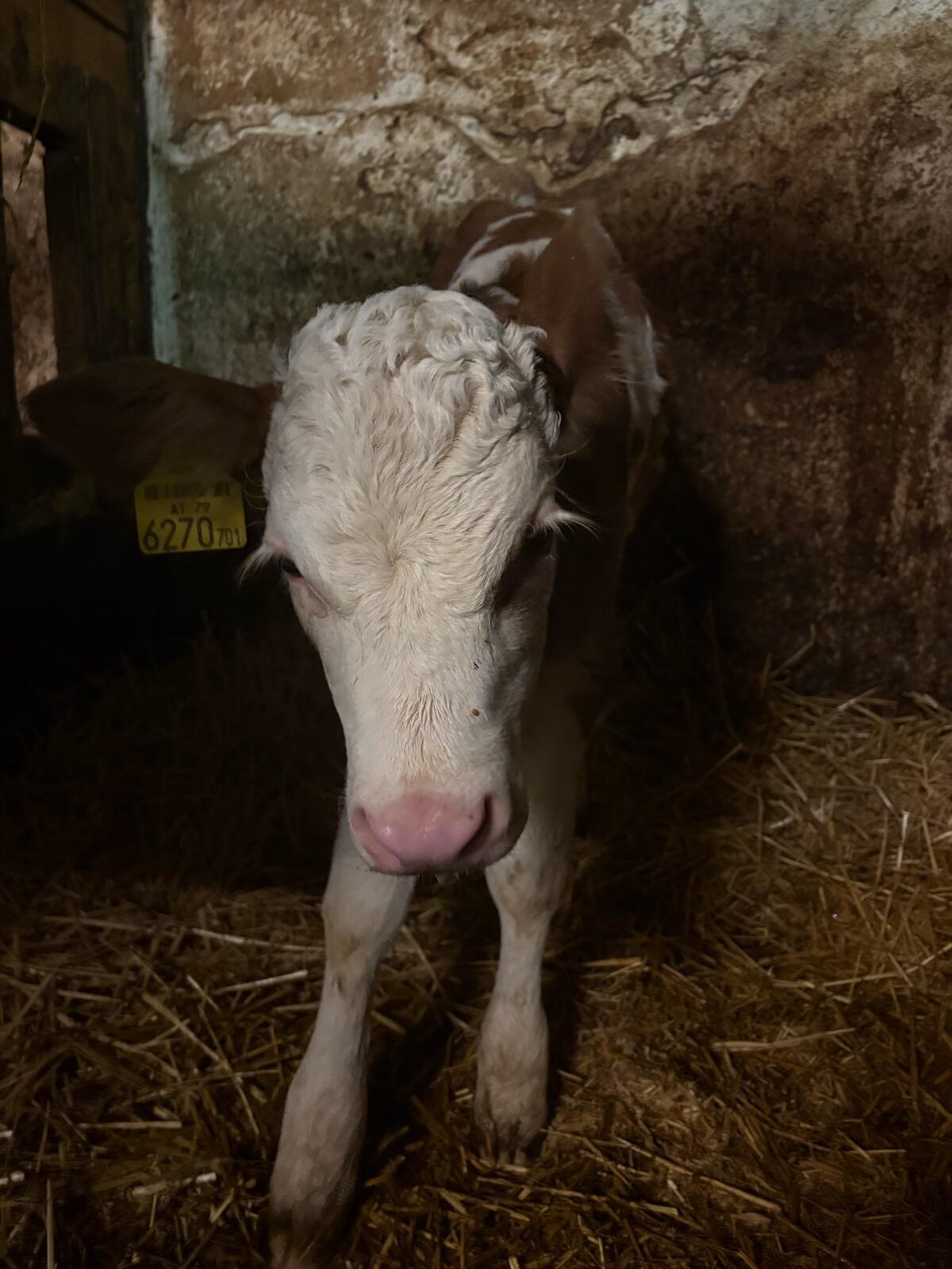 Bio Kuhkalb Fleckvieh 2