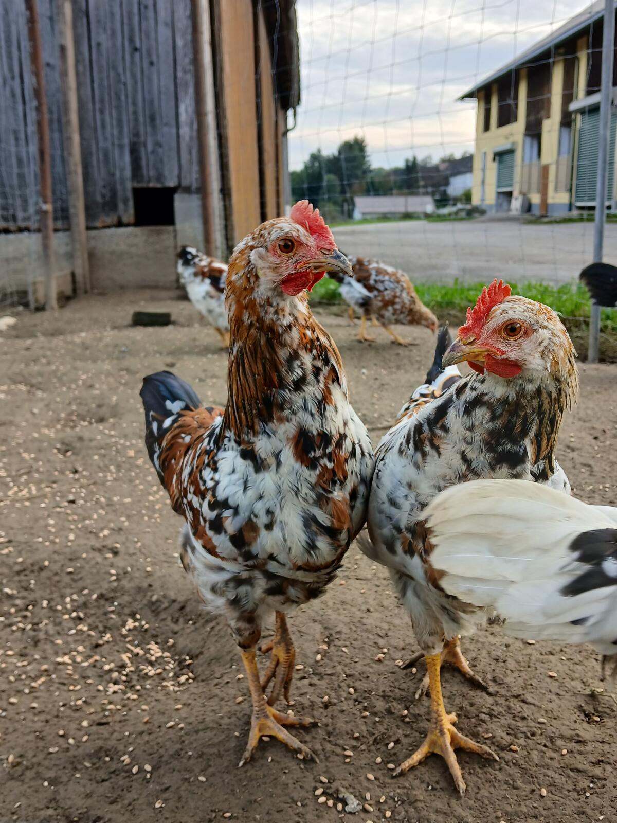 Junghähne Schwedisches Blumenhuhn 2
