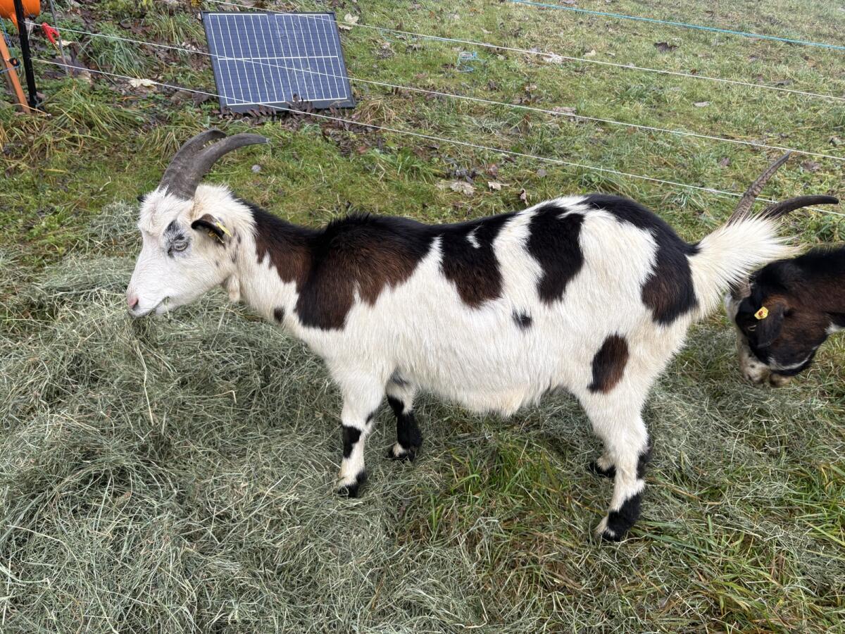Nicht HB-fähige Tauernscheck-Ziege 1