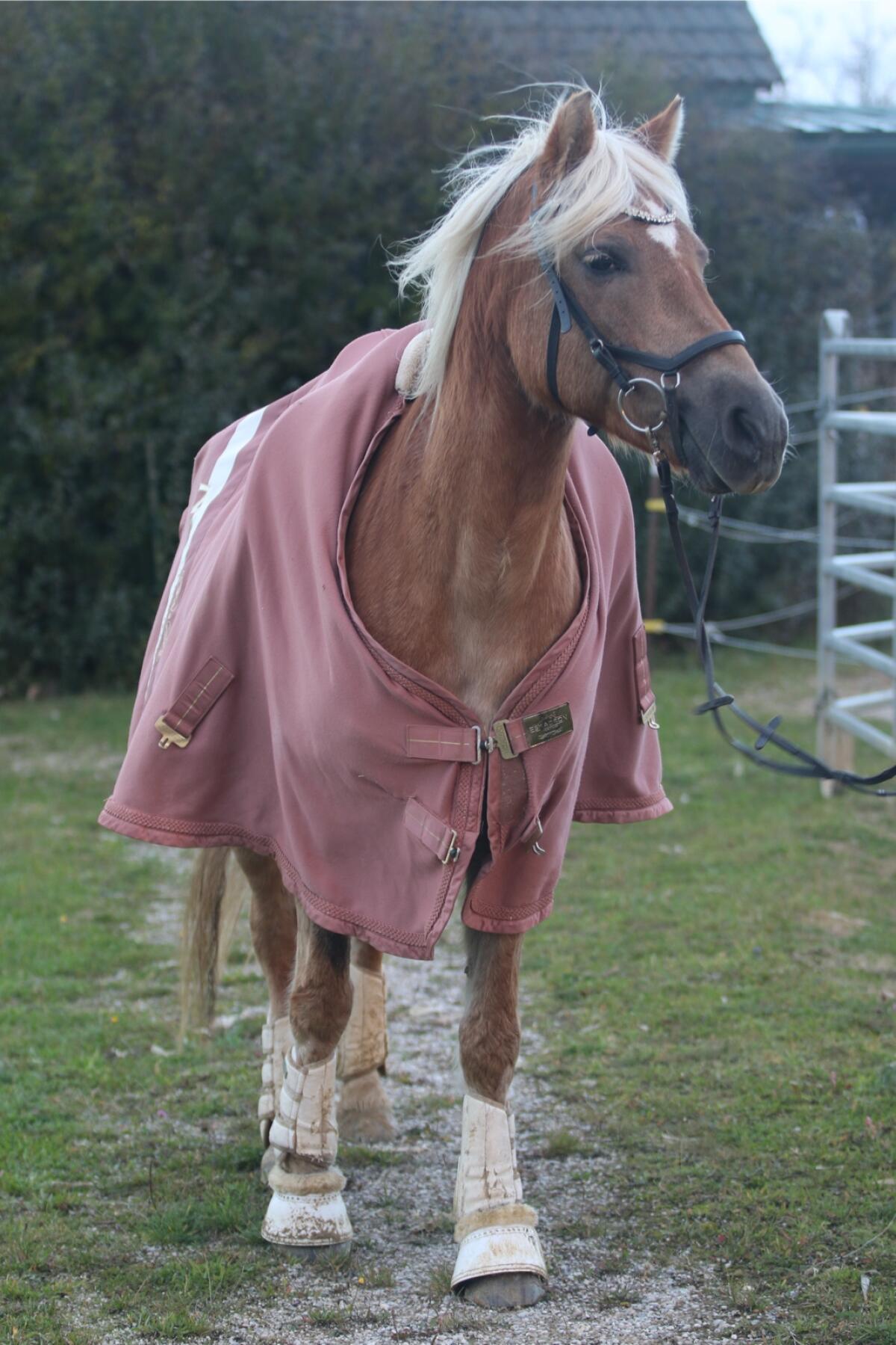 Brave liz. Notting Hill Tochter, tragend für 2026 3