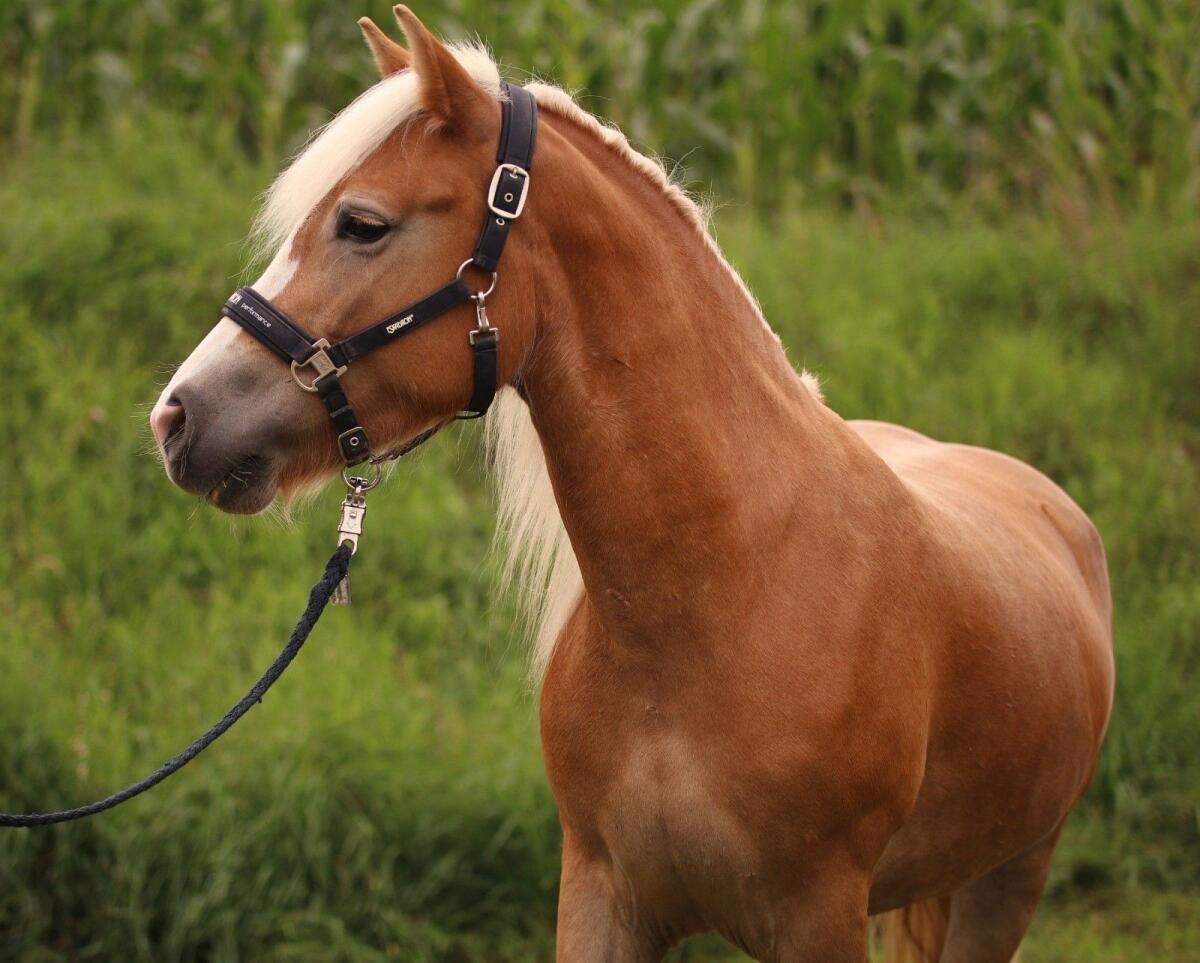 Hübsche Haflinger Stute 1