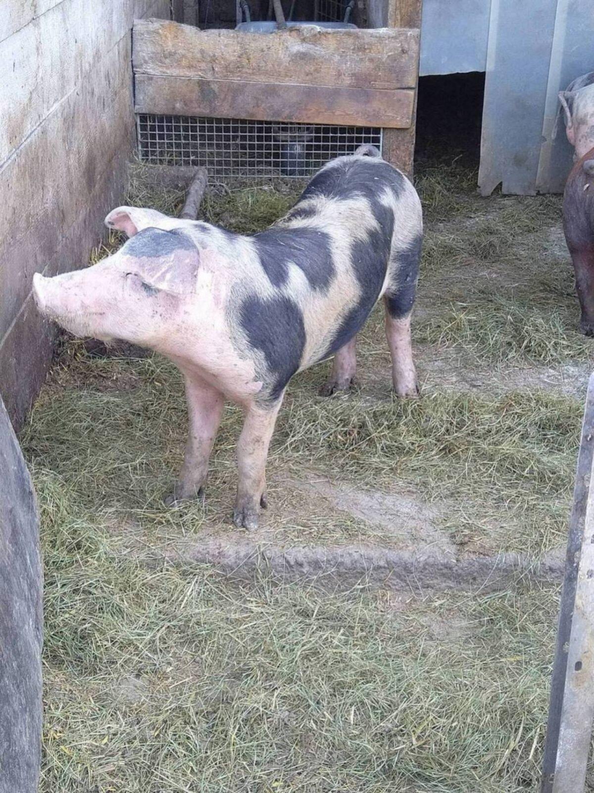 Duroc Bio 1