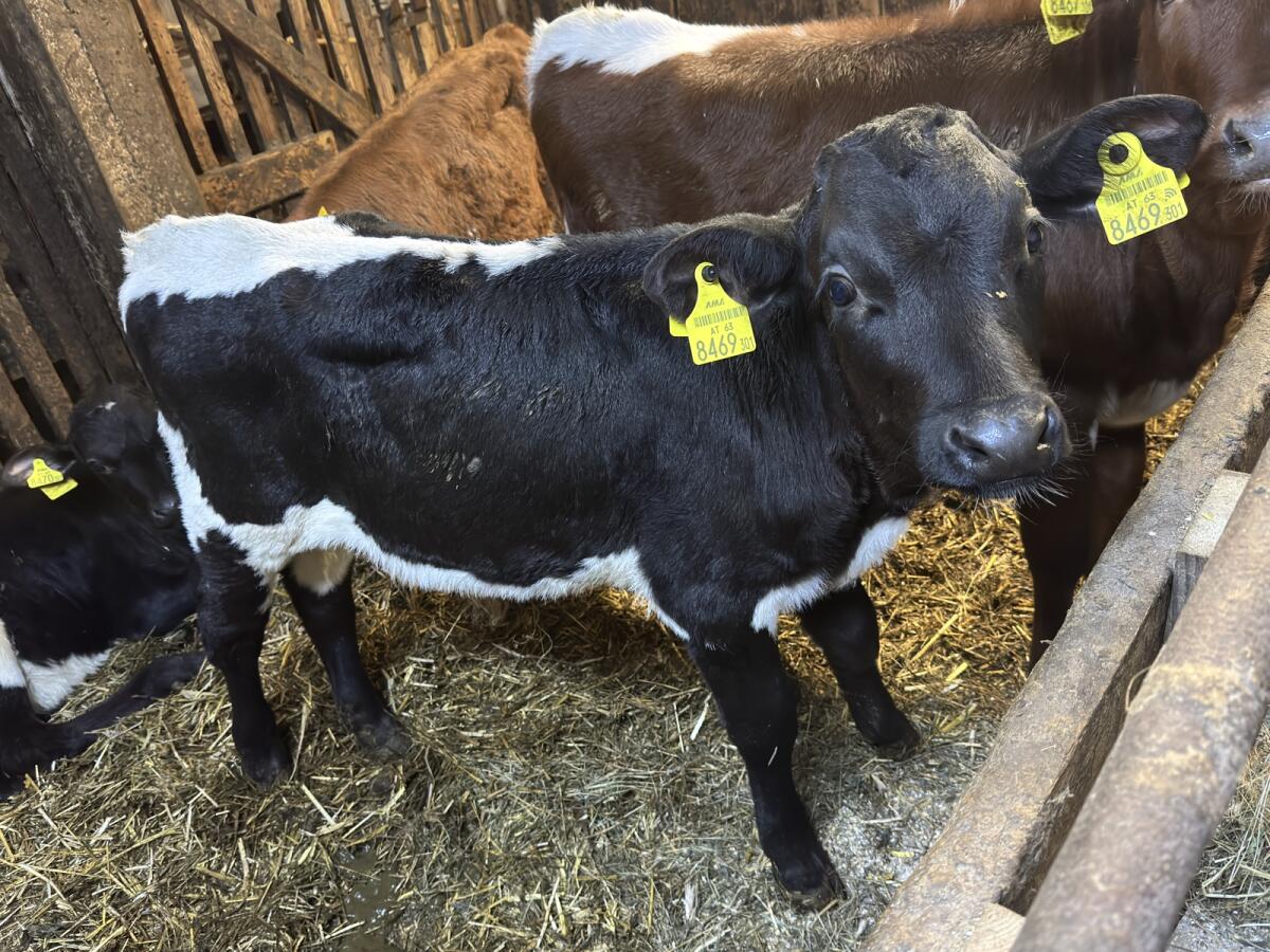 3 Stk. Bio Stierkälber 2