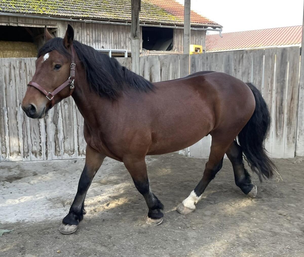 Noriker Wallach – Freizeitpferd mit solider Grundausbildung 2