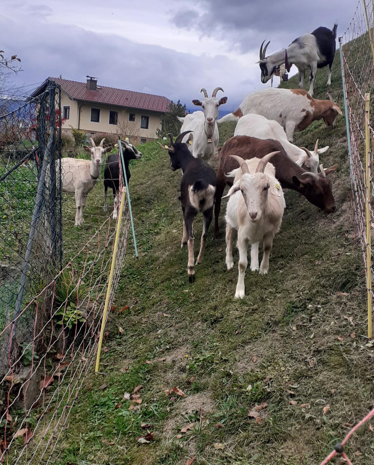Burenjungziegen, Jungböcke und Mischlinge 1