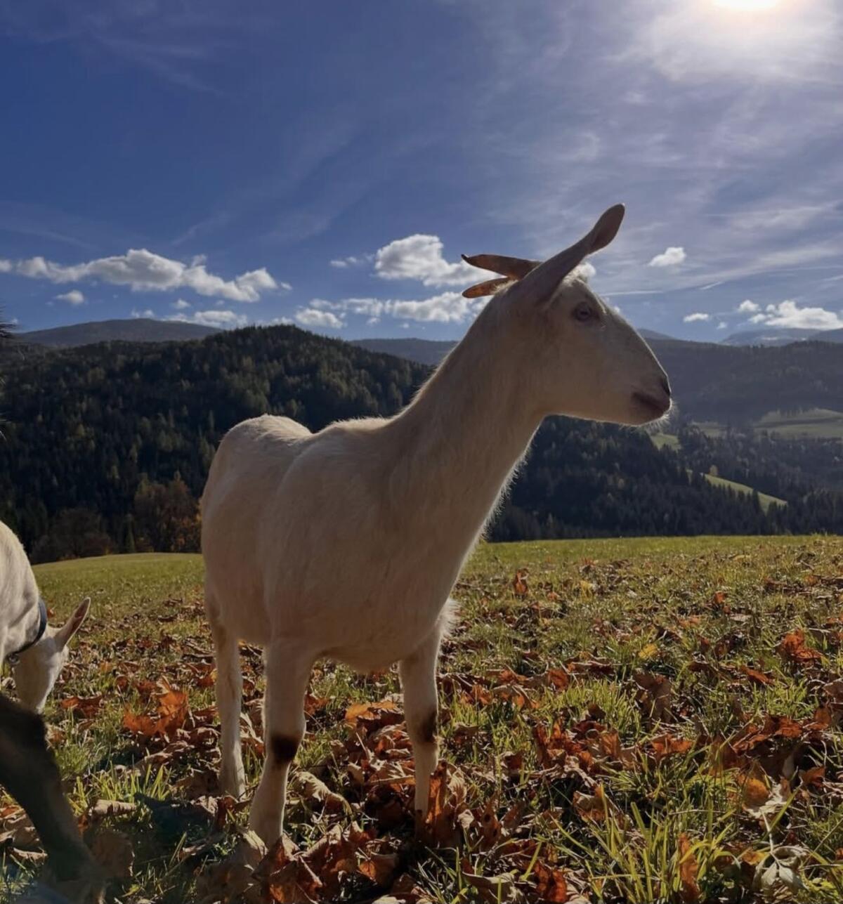 Ziegenkitz von 2025 Anglo Nubier Mix 1