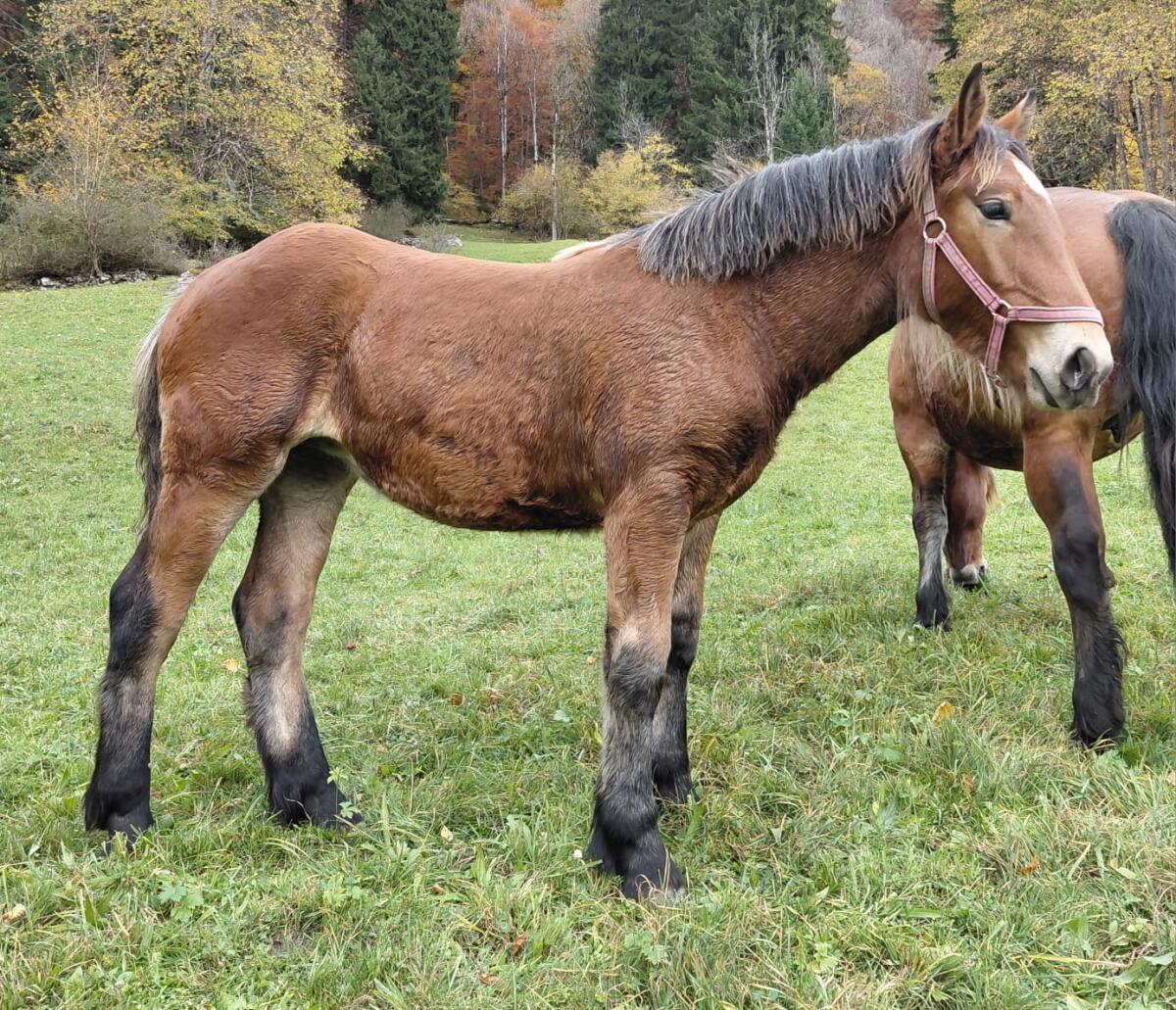 Stutfohlen zu verkaufen 1