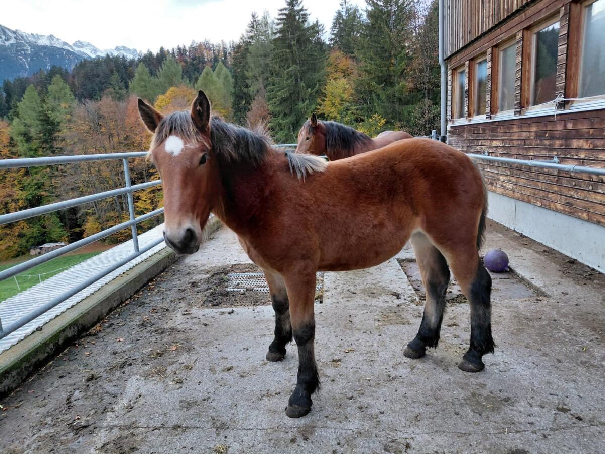 Stutfohlen zu verkaufen 2