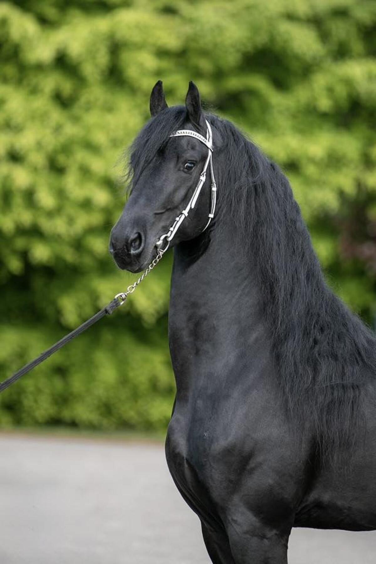 Friesenpferd Dante 3