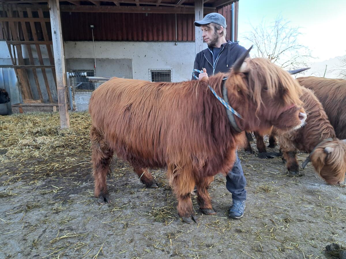 Hochlandrind Kalbin Charlotte 3