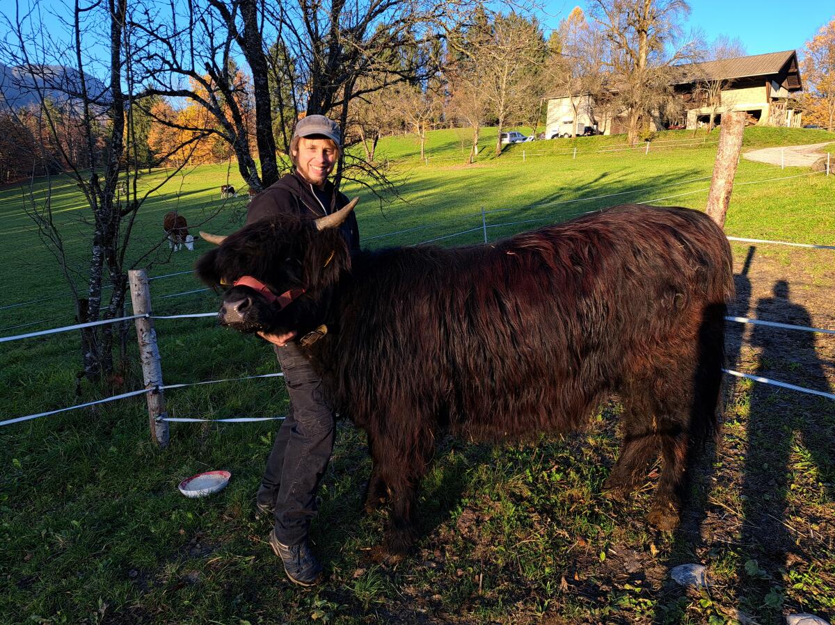 Hochlandrind Kalbin Trinity 3