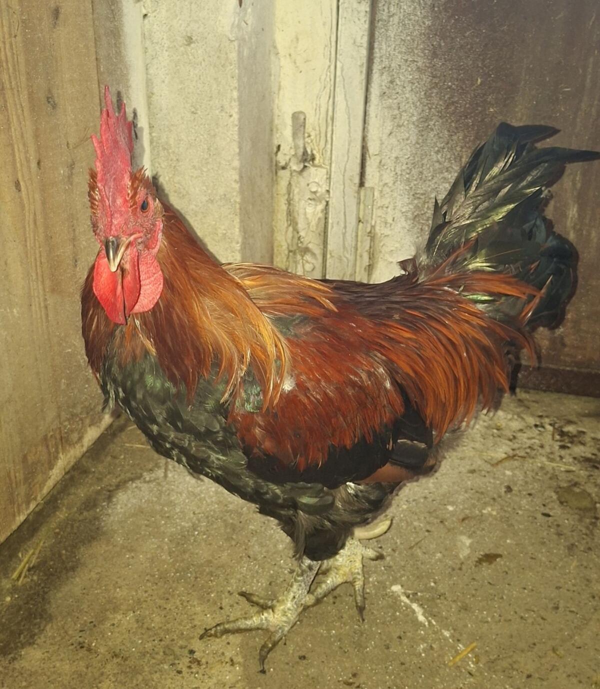 Hühner und Enten zu verschenken 3