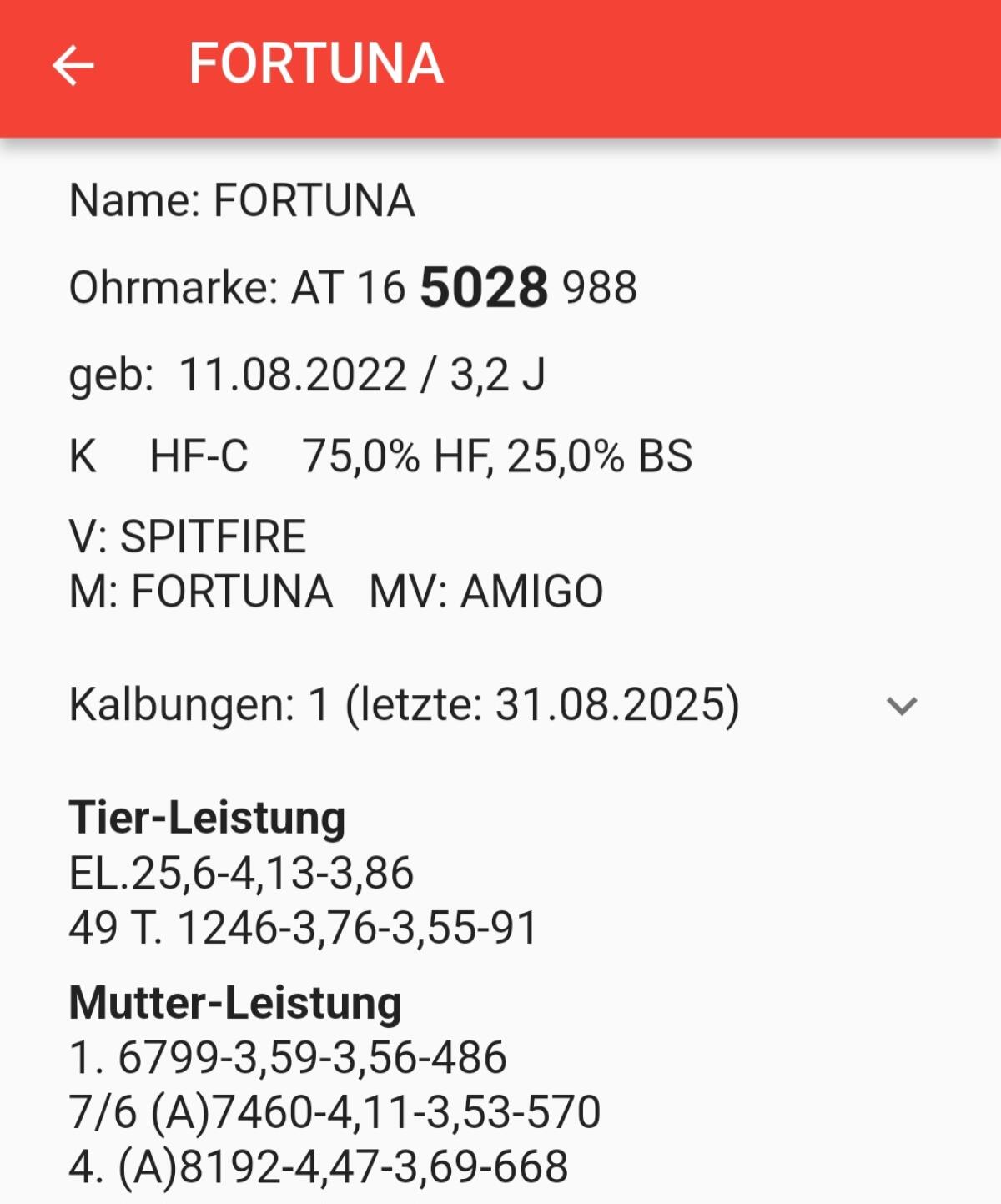 BIO HF-Erstlingskuh 2