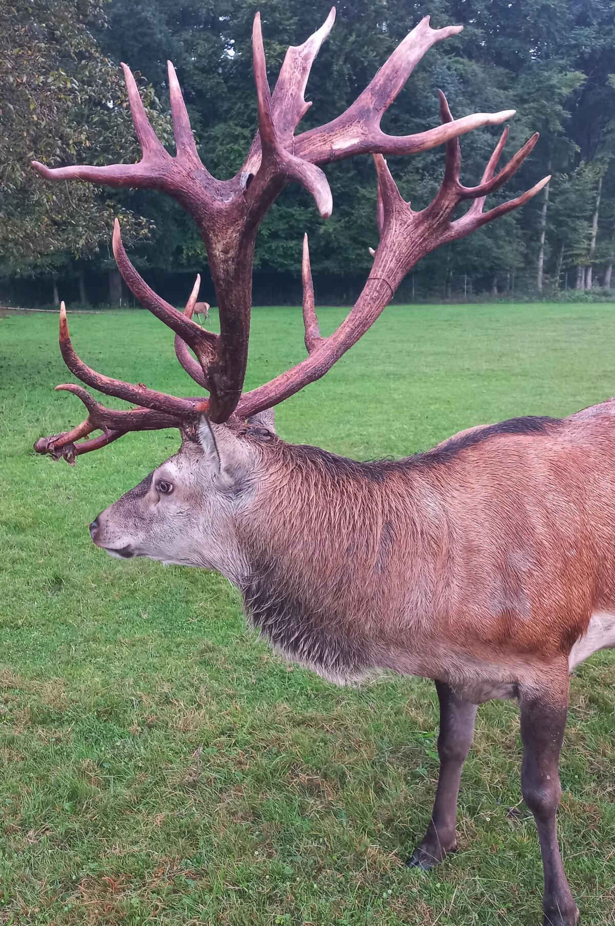 Verkaufe kapitalen Rothirsch 1
