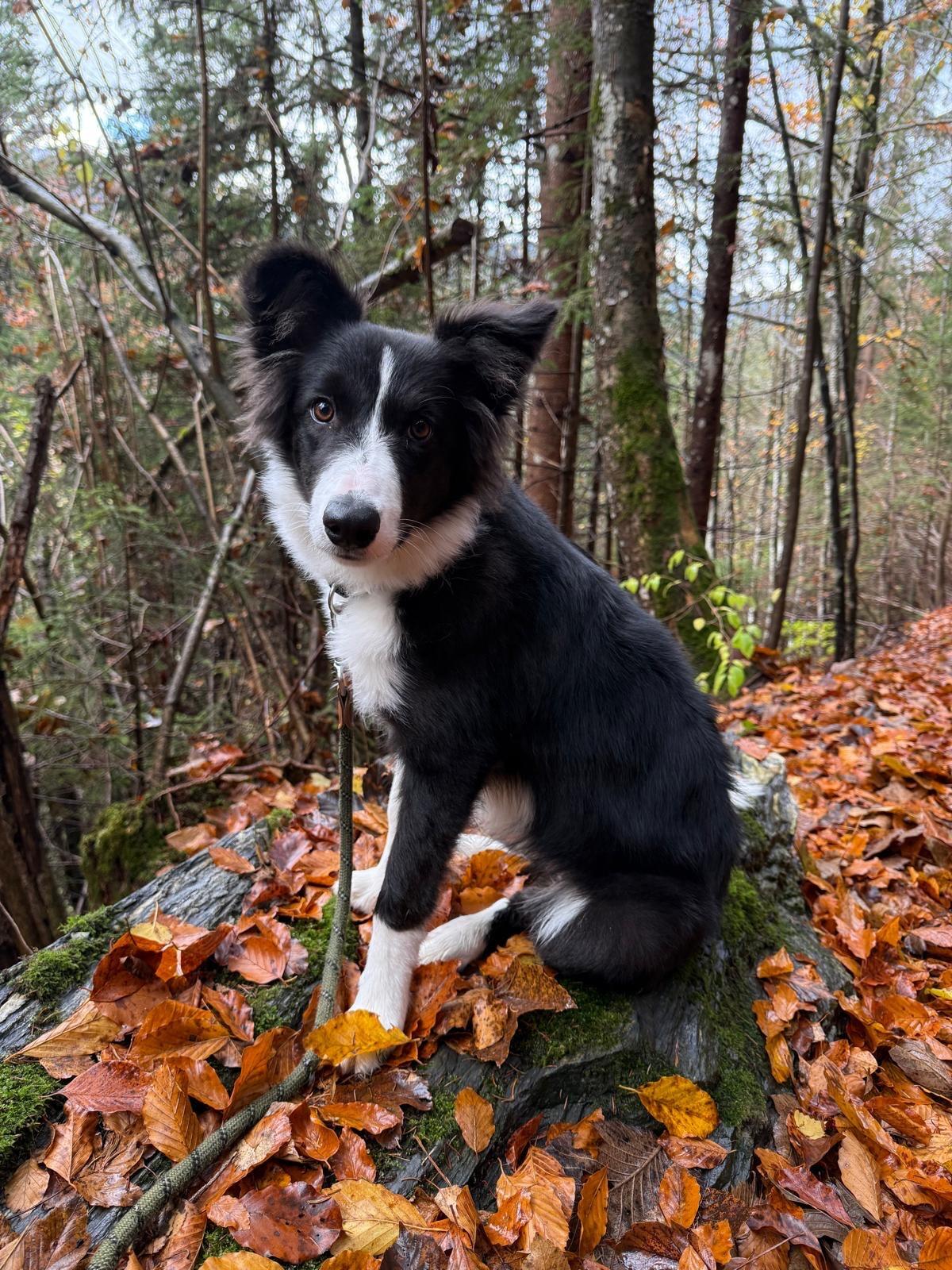 Verkaufe Border Collie 1