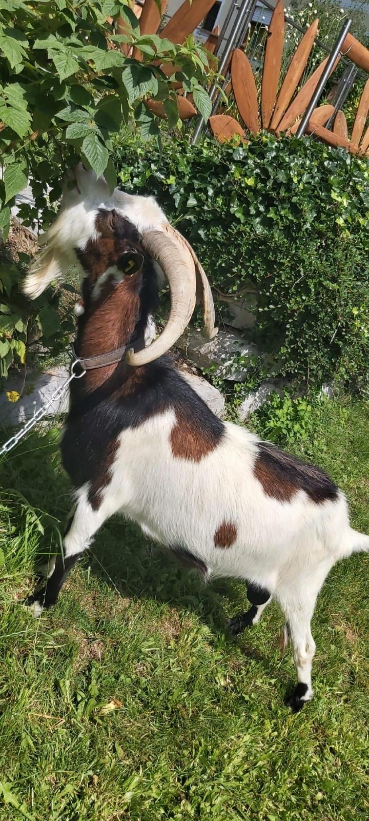 Tauernschecken Ziegenbock 2