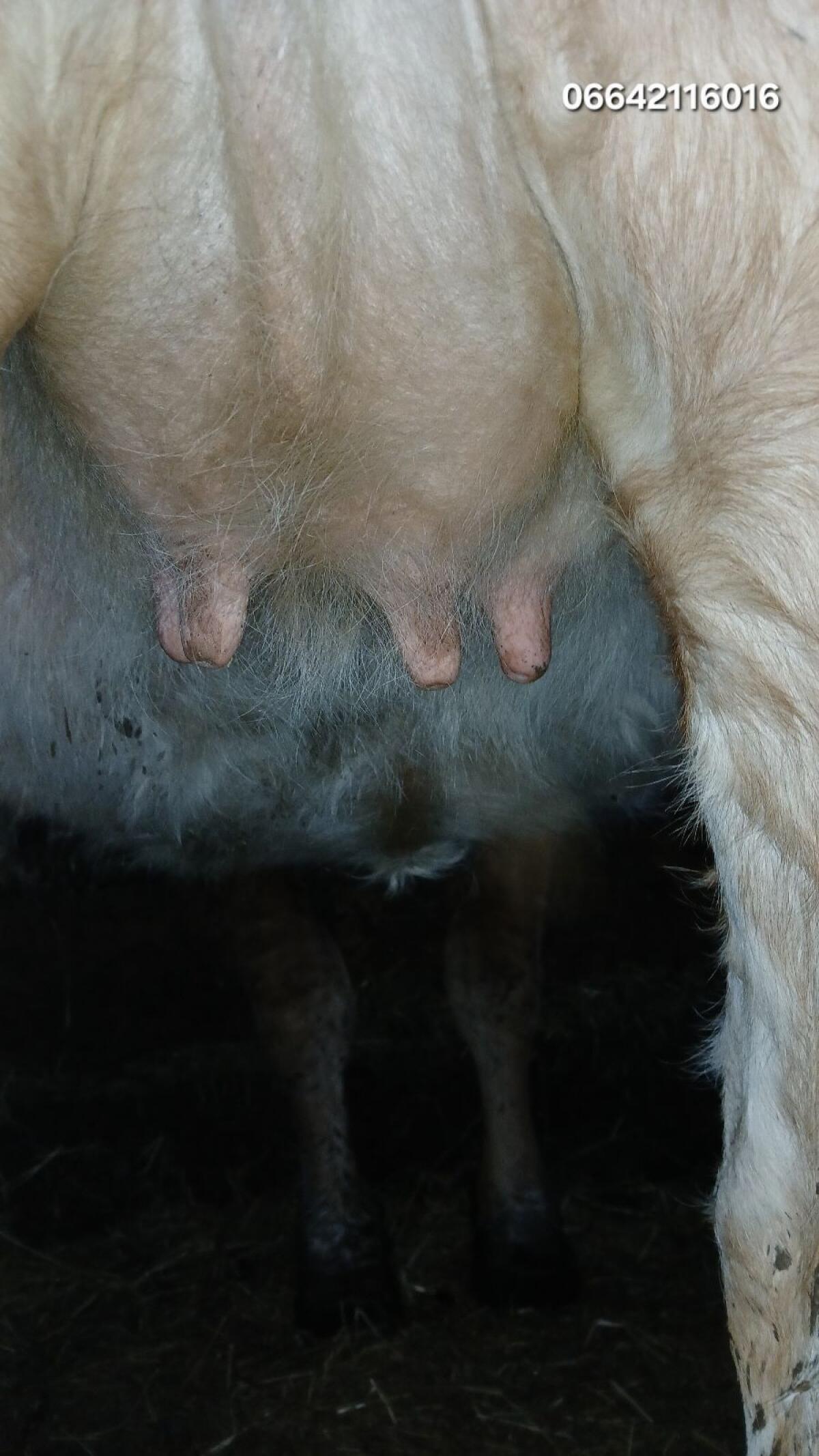 Bio Kalbinnen/Kalbin 3