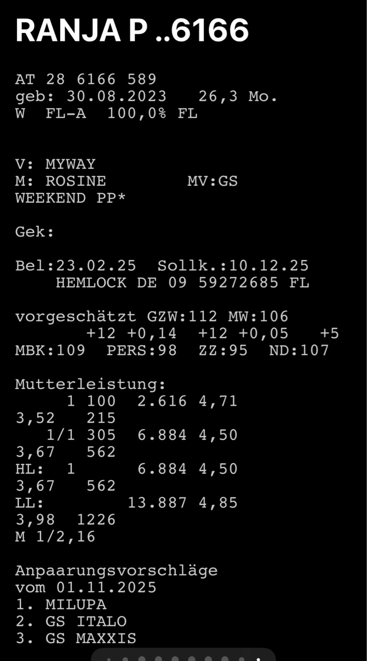 Trächtige Fleckviehkalbin 2