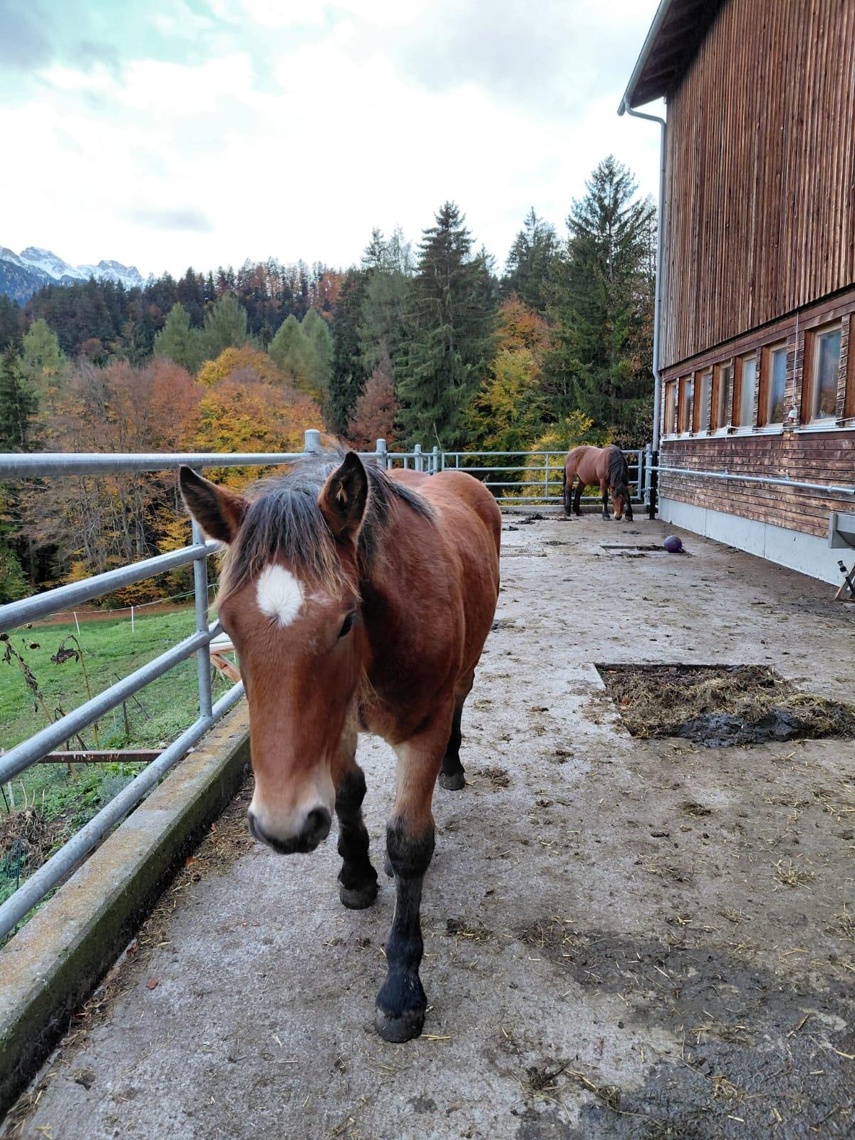 Stutfohlen zu verkaufen 3