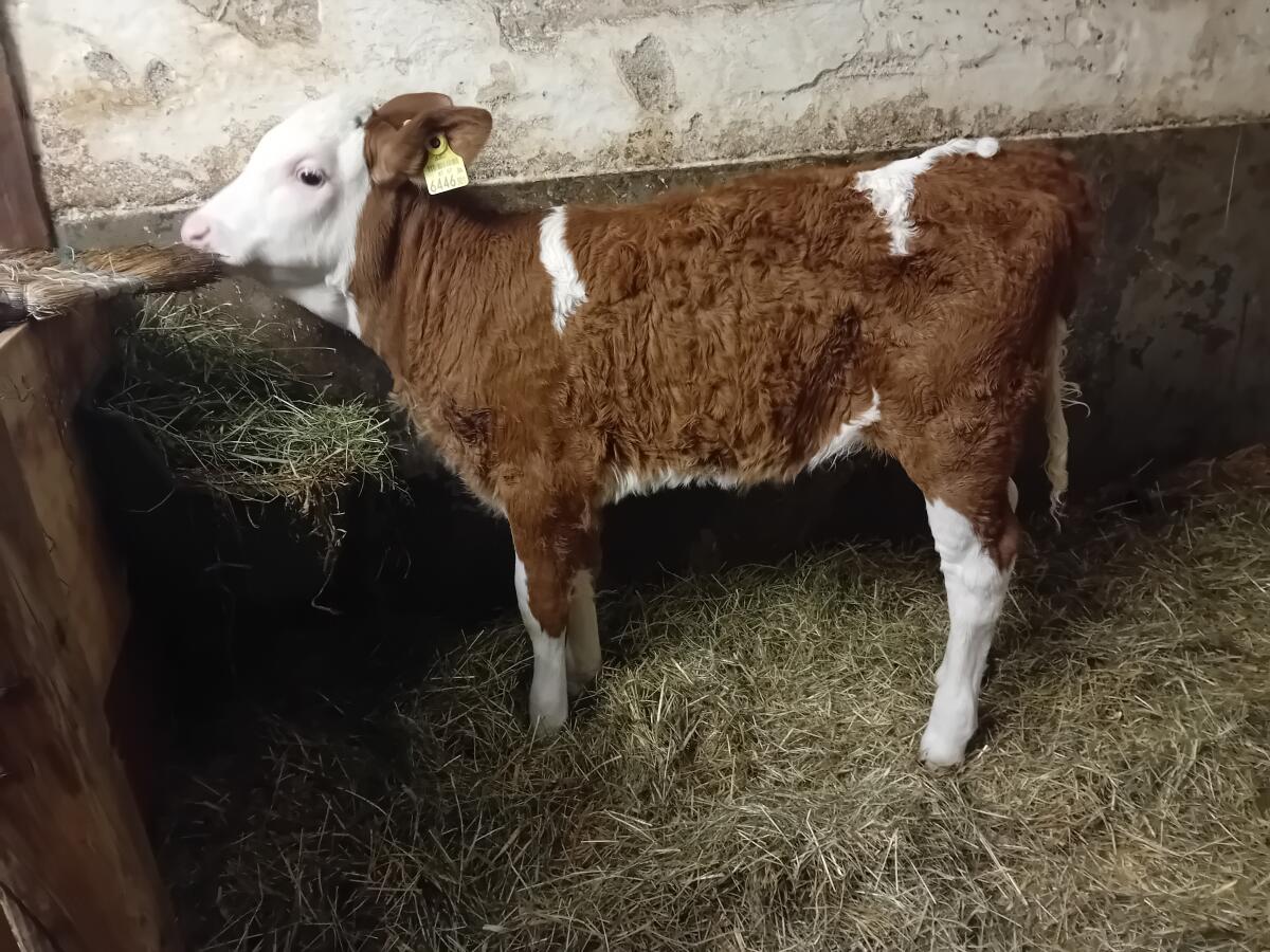 Fleckvieh Zuchtkalb weiblich 1