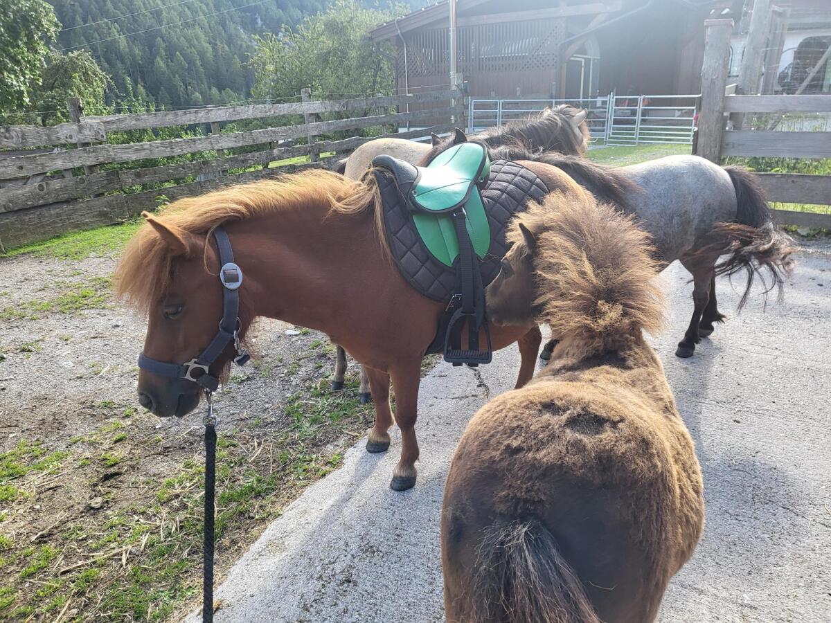 Trächtige Mini-Shetty-Stute 3