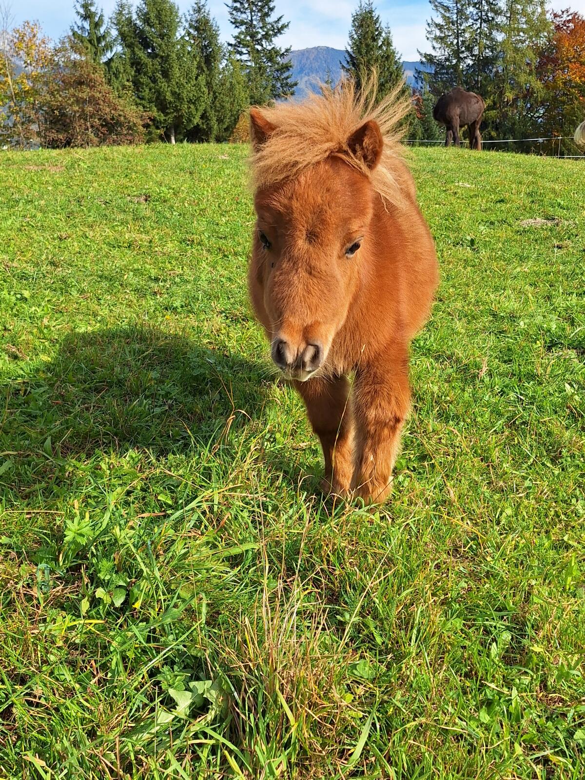 Mini Shetty Fohlen 3