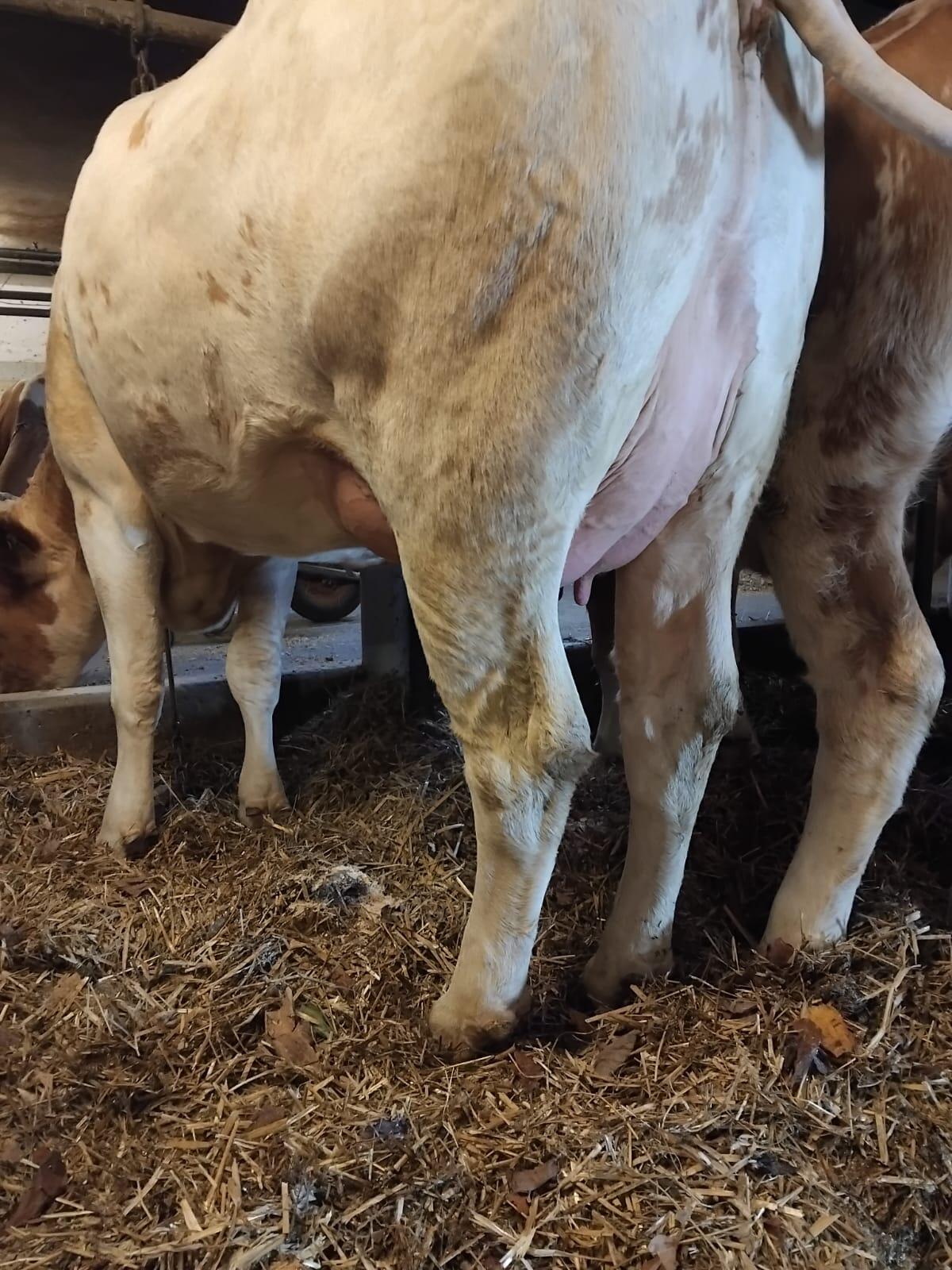 Verkaufe schöne Fleckvieh Erstlingskuh mit Horn 3