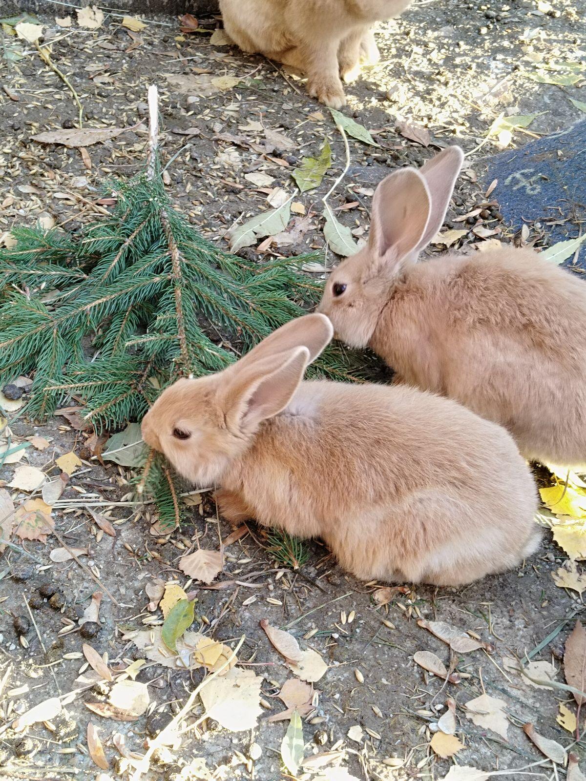 Wunderschöne Deutsche Riesen 2