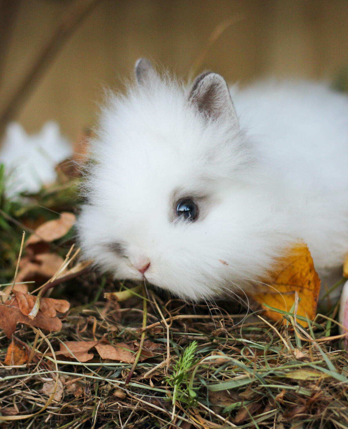 Teddyzwergkaninchen weiblich 3