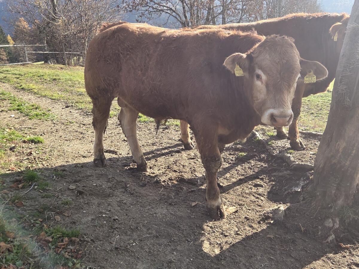 Gekörter Limousin-Stier 3