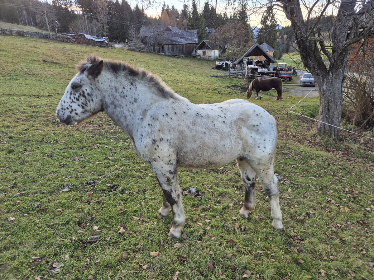 Noriker-Tiger-Stutenfohlen 1