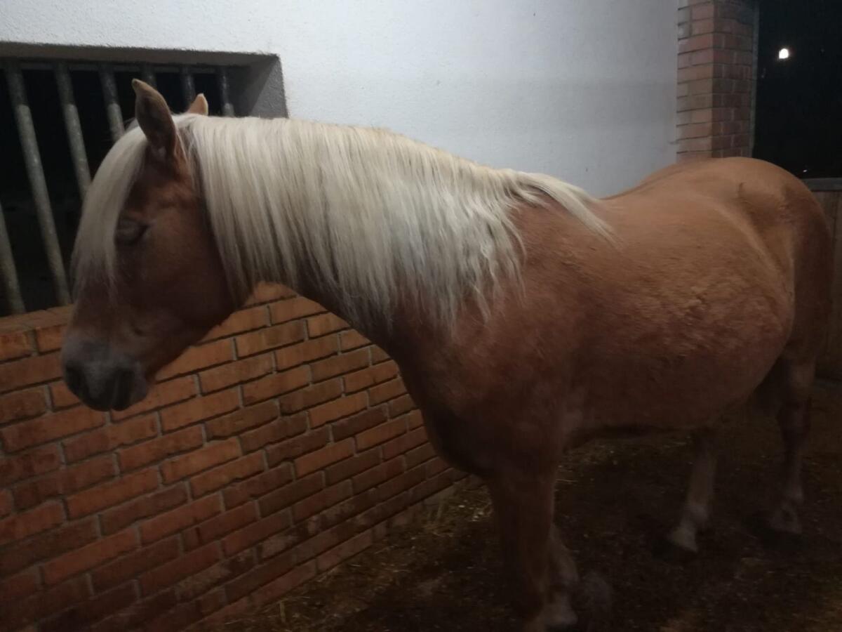 Haflinger Stute 2