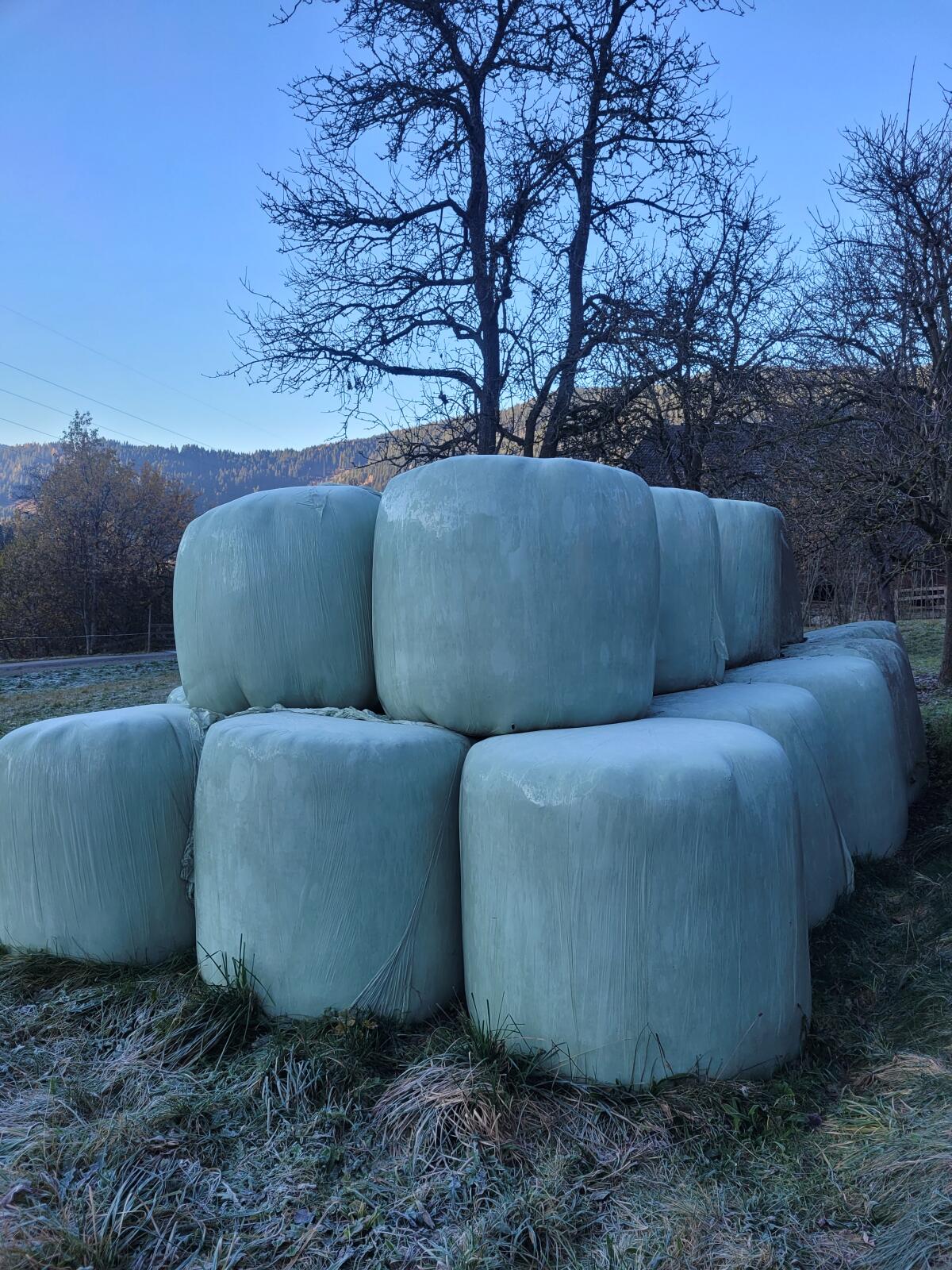 Bio-Siloballen 1. Schnitt 2025 zu verkaufen 1
