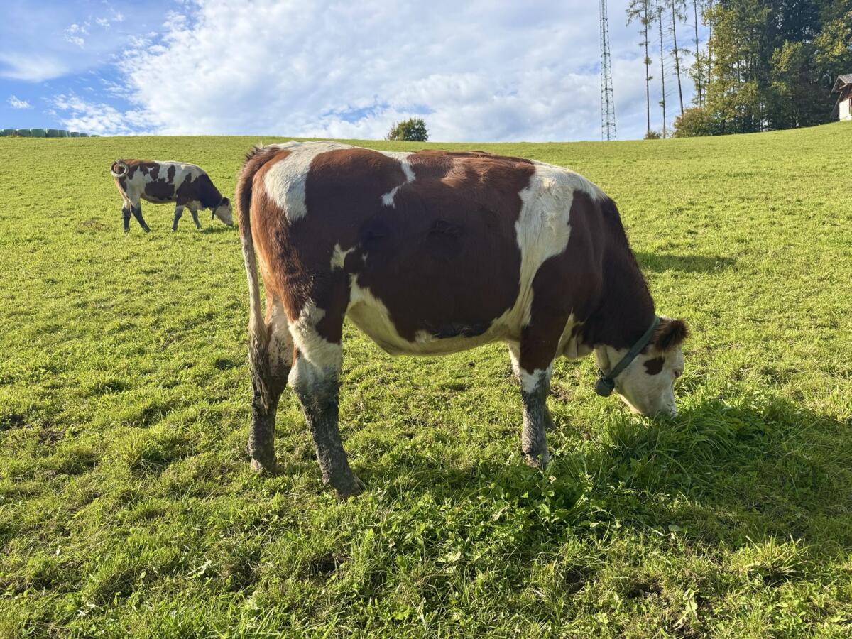 Trächtige Fleckvieh-Zuchtkalbin 2