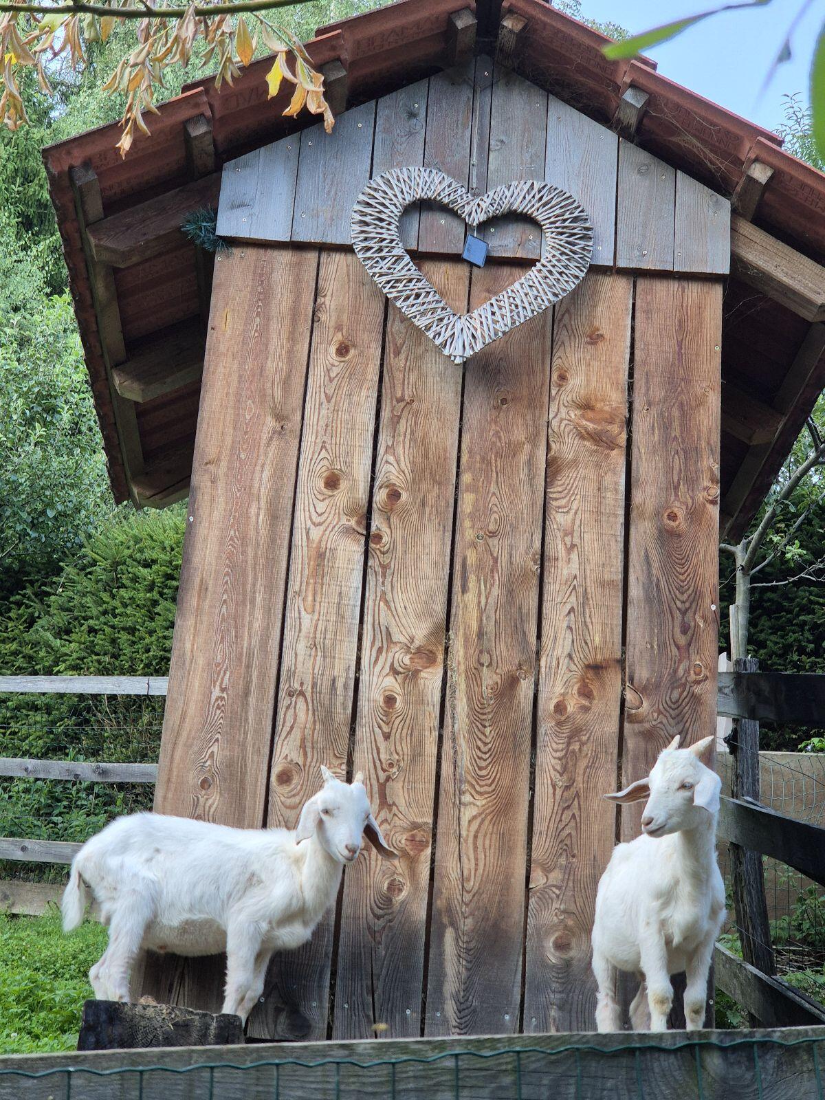 Ziegenbock von 2025 2