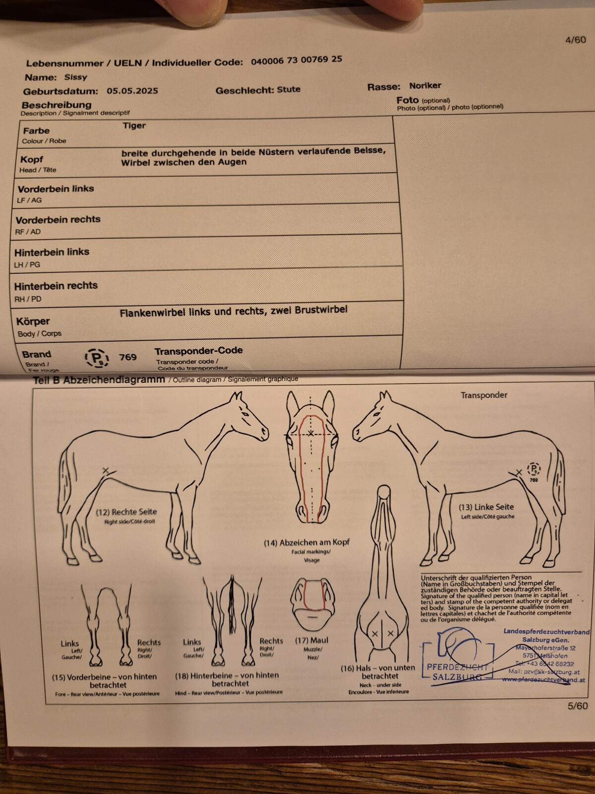 Noriker-Tiger-Stutenfohlen 2