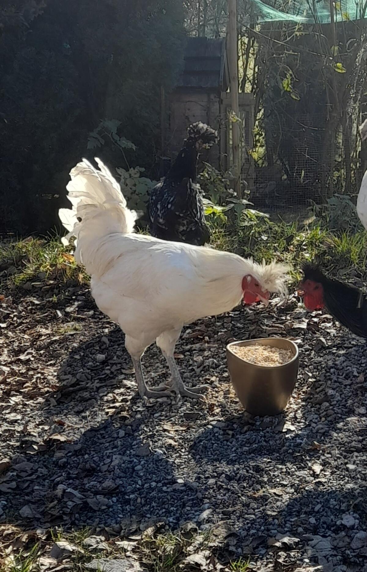 Sandschakkräher-Hahn 1