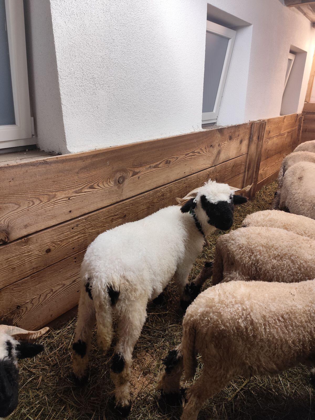 Walliser Schwarznasen 2