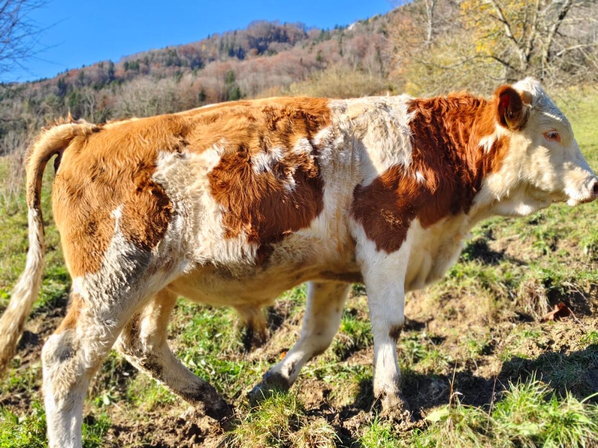 Verkaufe Bio FV Einsteller männlich 1