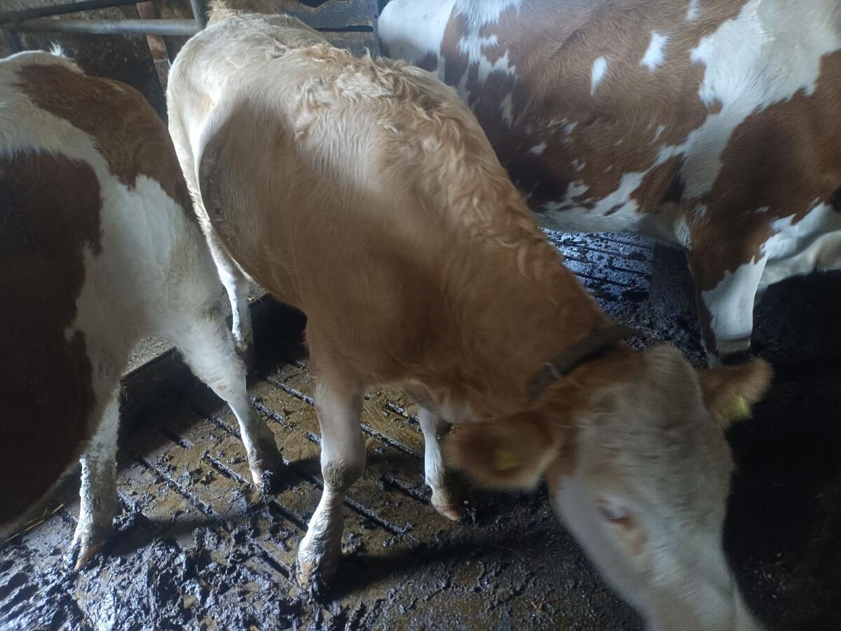 Verkaufe BIO Zuchtkalbin 2