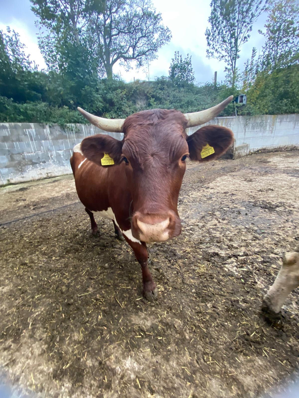 Bio Pinzgauer Kuh Elsa 3