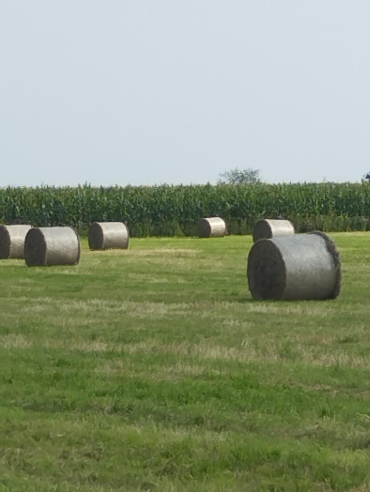 Heurundballen 1. Schnitt 2025 1