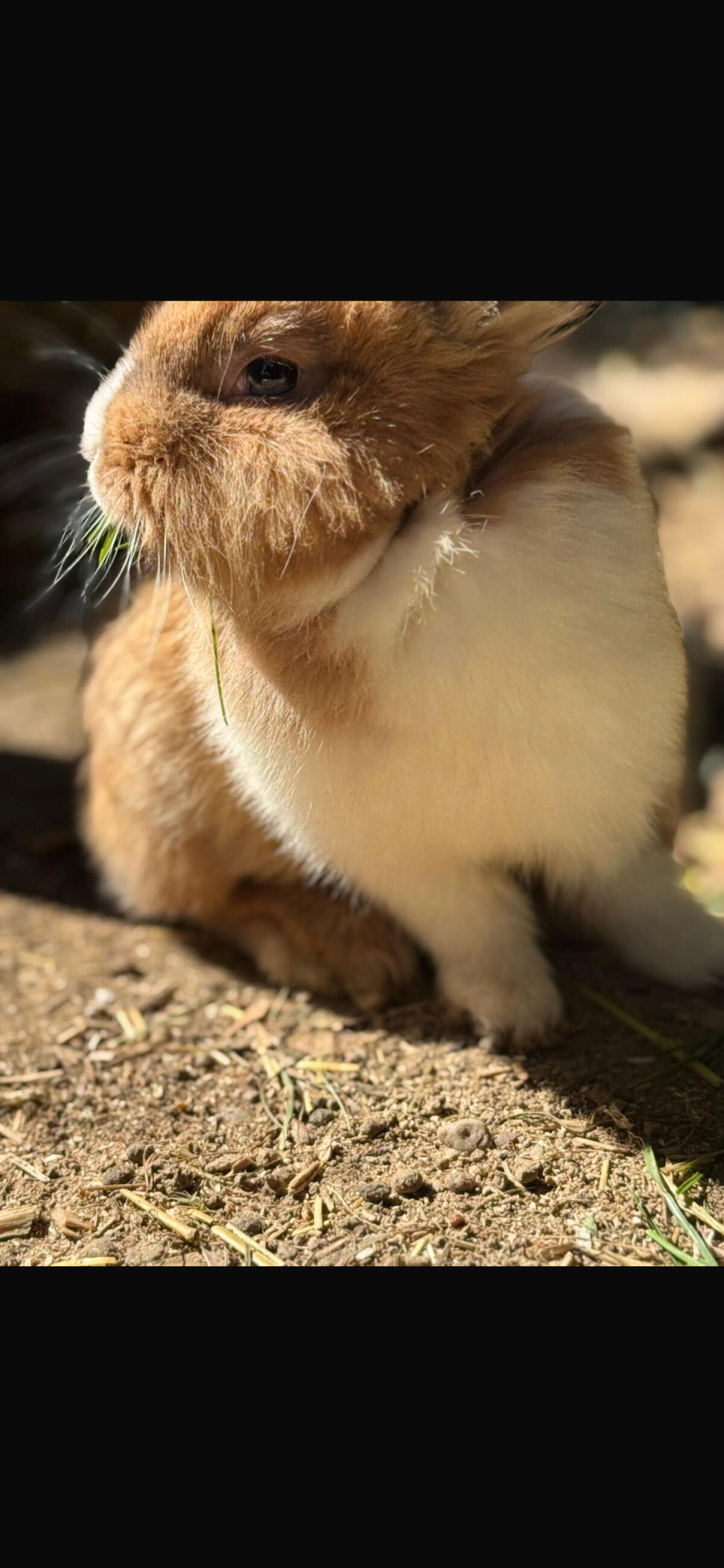 Löwenkopf Kaninchen 3