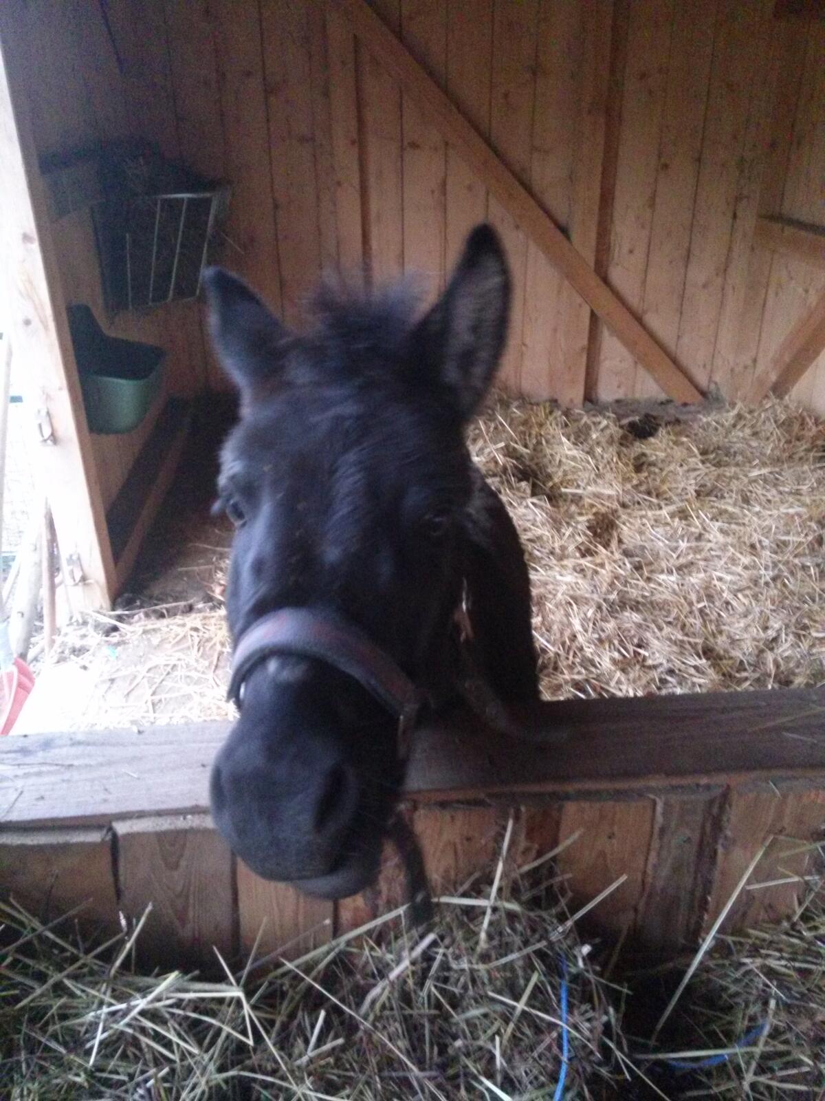 2 Routinierte Therapie-Pferde 3