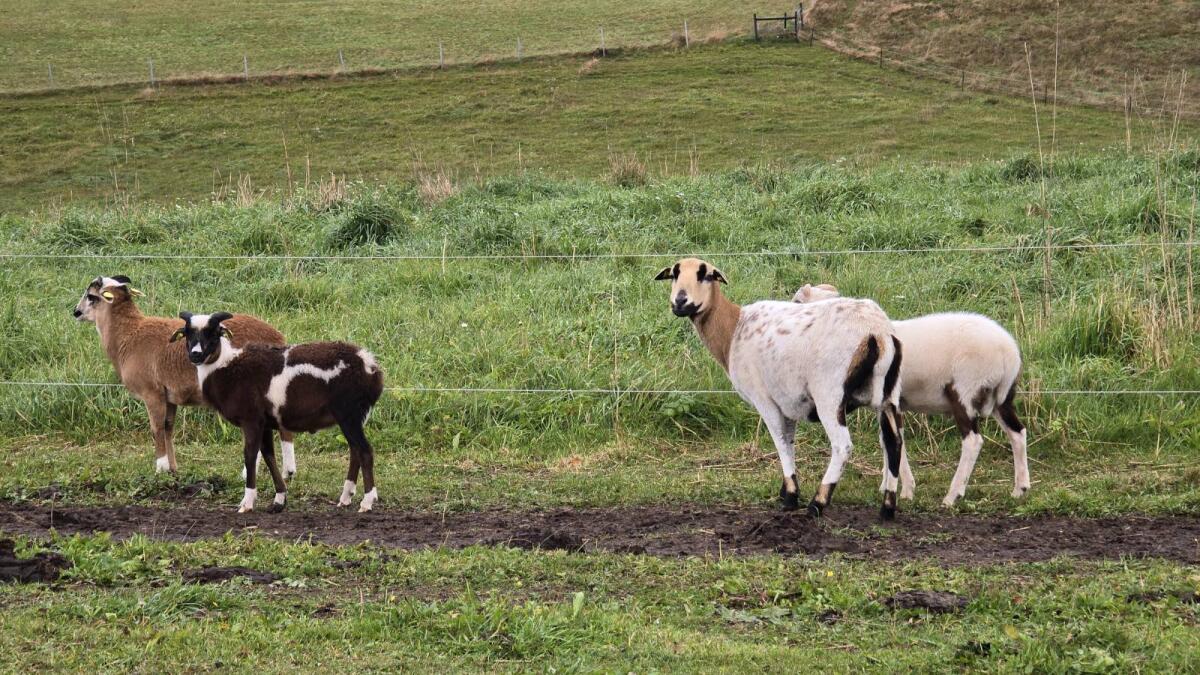 Bunte Herde Kamerunschafe günstig abzugeben 3