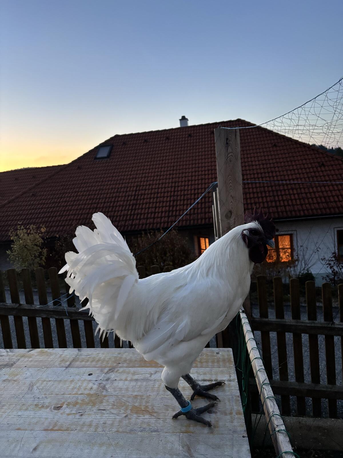 Ga H‘ Mong Stamm Hennen 1